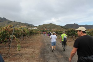 Ruta  enoturistica Tegueste y Vino